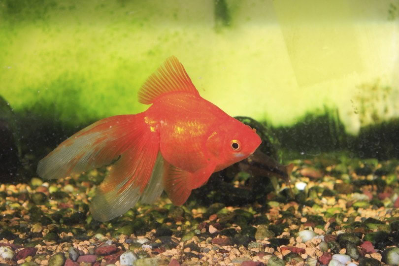 goldfish dirty tank_JenJ_Payless_Shutterstock