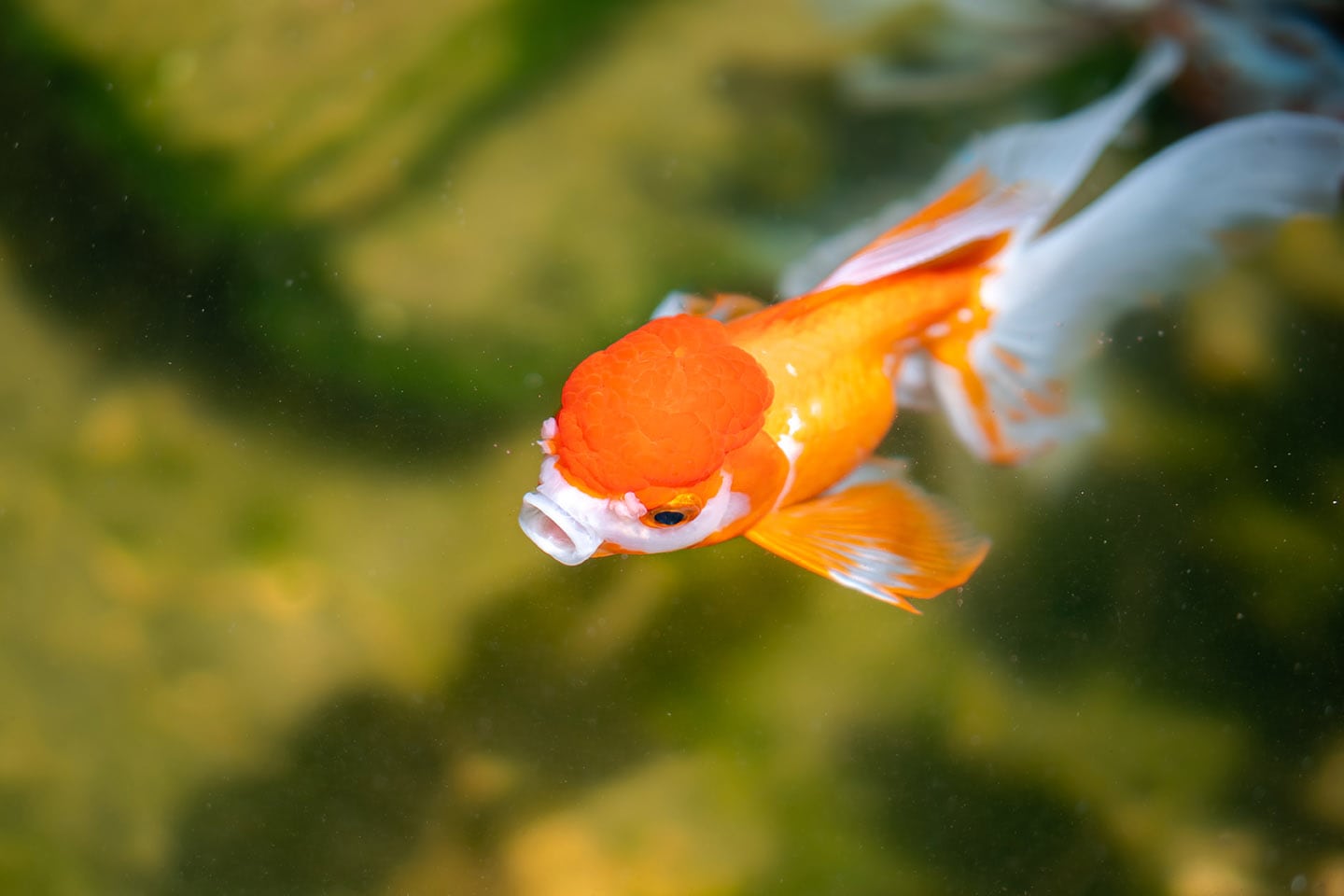 goldfish eating