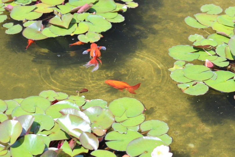 goldfish outdoor_zoosnow_Pixabay
