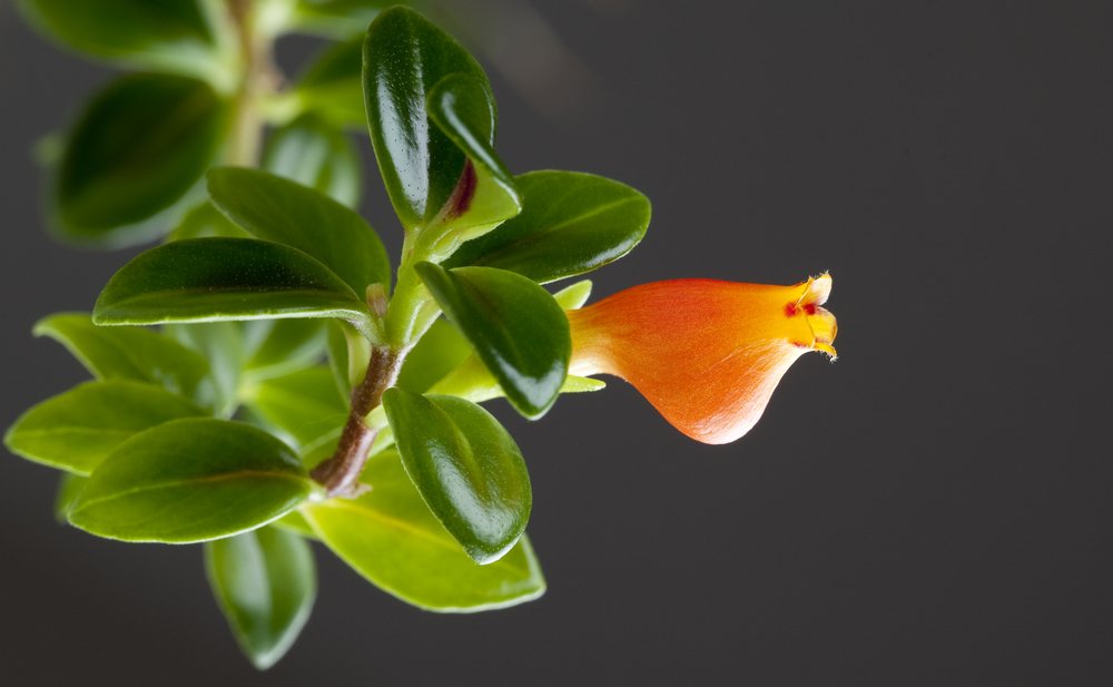 goldfish plant_Olga_Anourina, Shutterstock