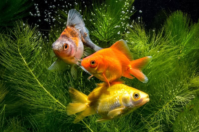 goldfish plant