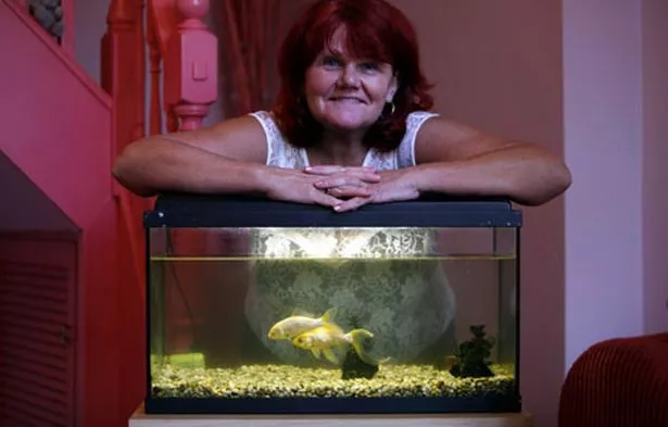 goldfish tom and jerry with their owner Janice Gibson