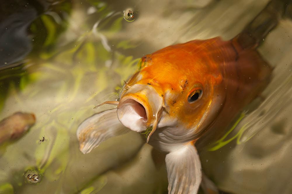 Goldfish waiting for food