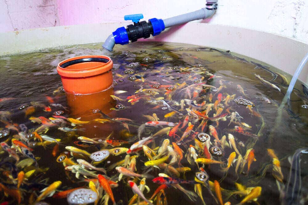goldfish aquaponics tank