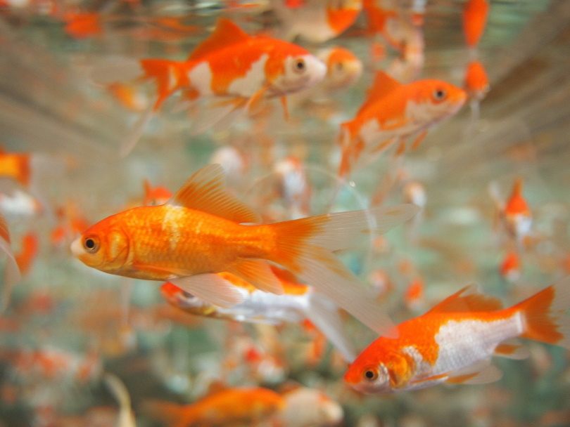 goldfish_kaori_Pixabay