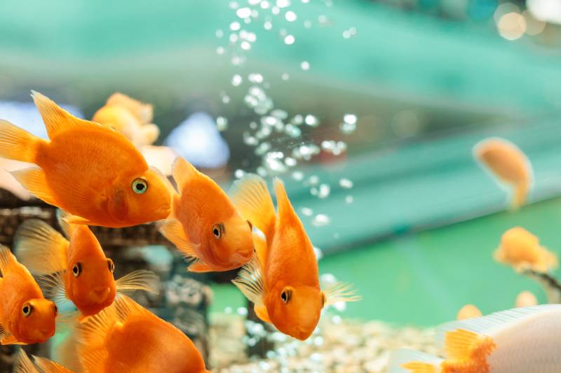 goldfishes in a house aquarium and vials of air on a background