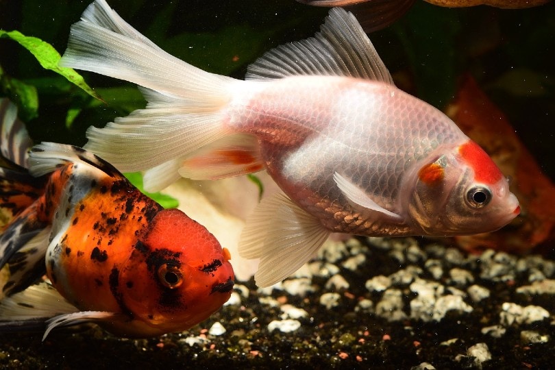 goldfishes