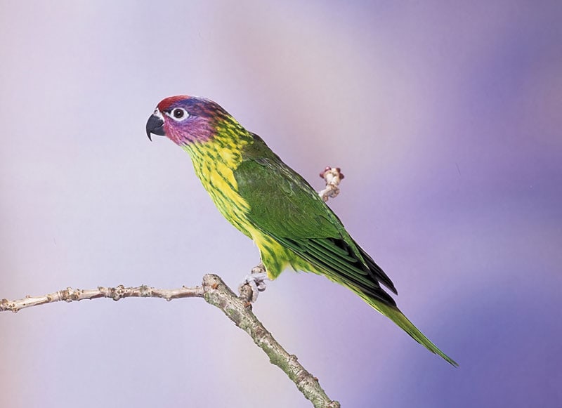 goldie’s lorikeet bird on a branch