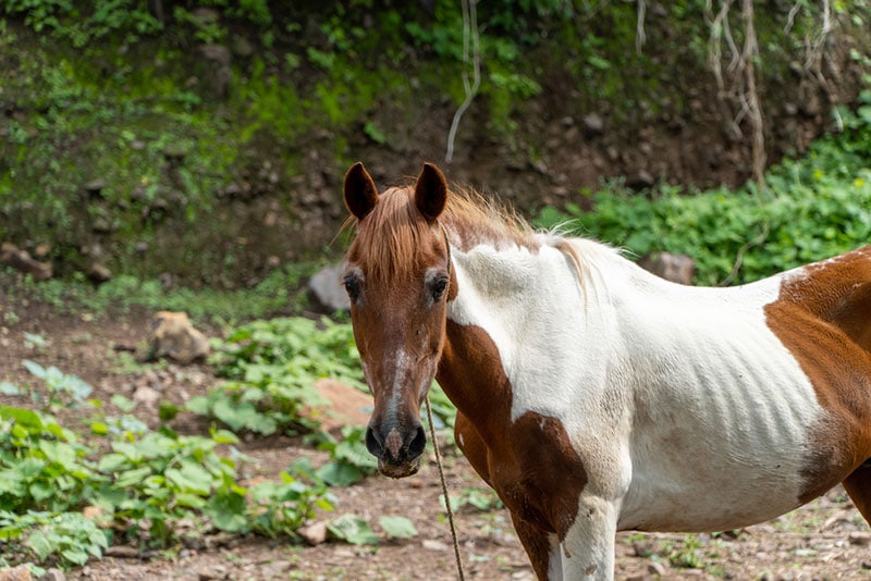 grade horse in a rural ranch