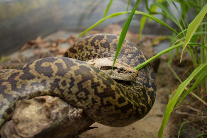 granite burmese python staring is bush