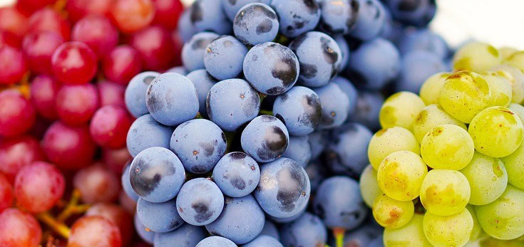 Can horses eat grapes