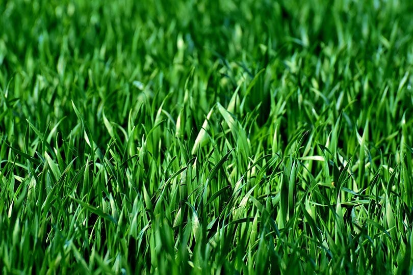 grass