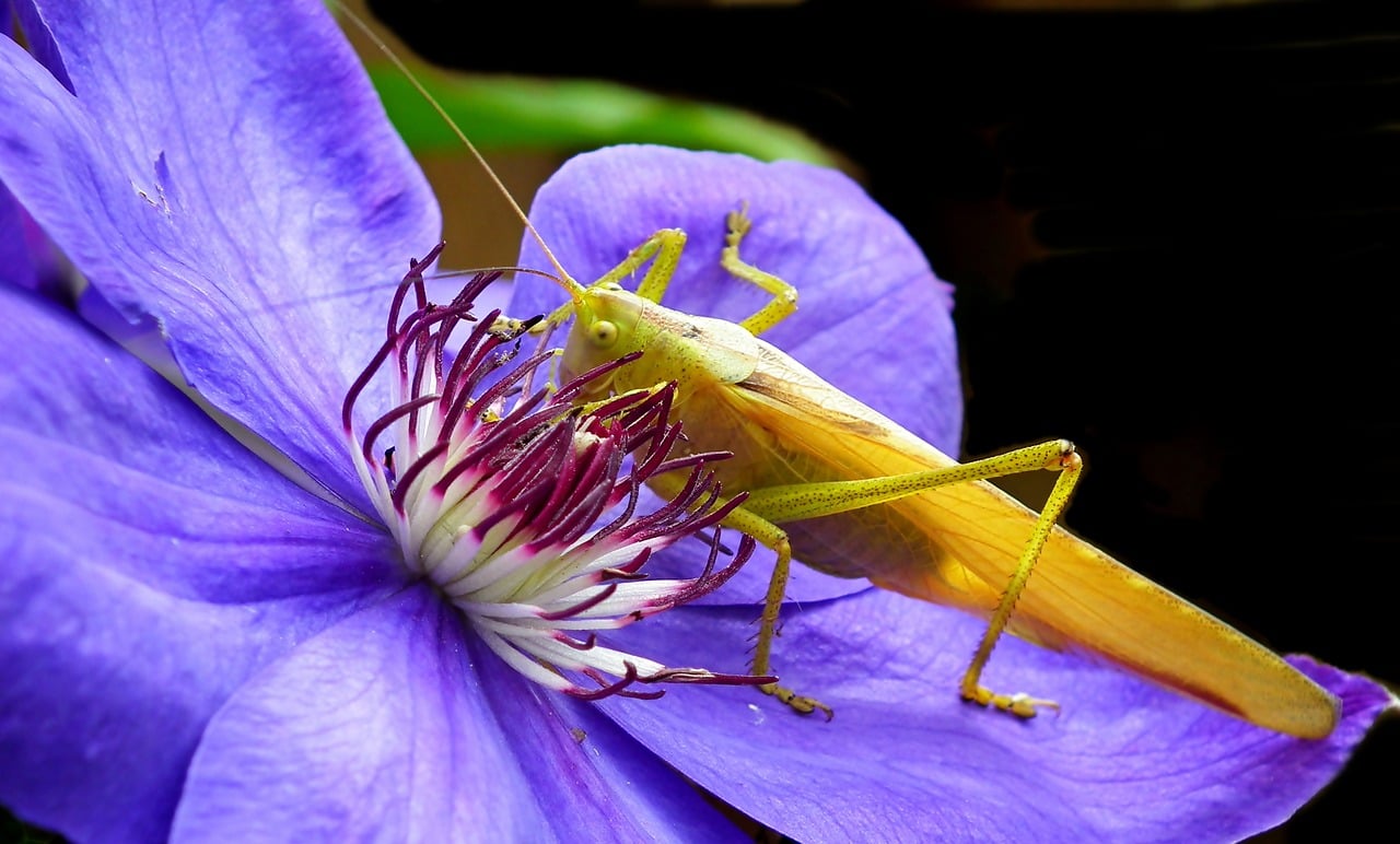 grasshopper and flower