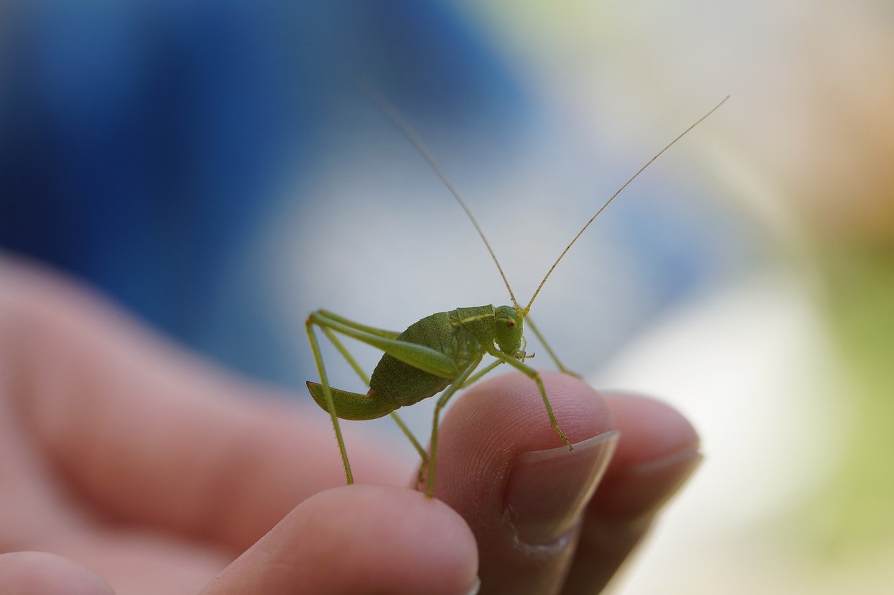 grasshopper in person's hand