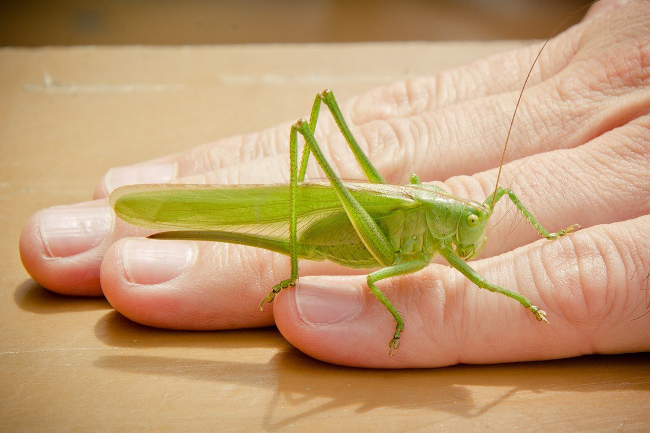 grasshopper on person's hand