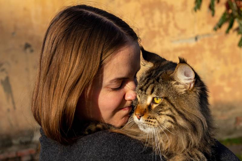 gray Maine Coon cat in the hands of the owner