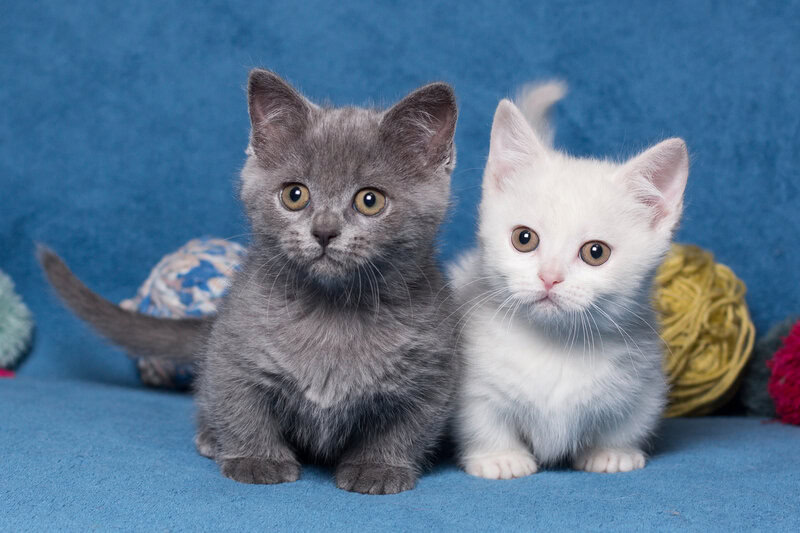 gray and white cat munchkin sitting