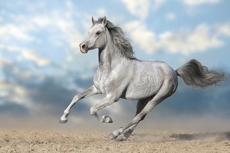 Grey arabian horse galloping in the sand