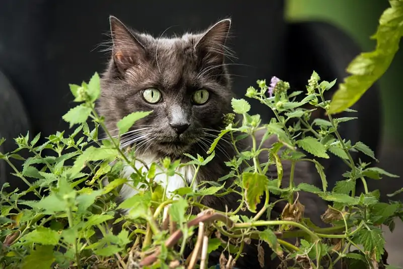 gray-cat-near-catnip-plants_Georgia-Evans_Shutterstock