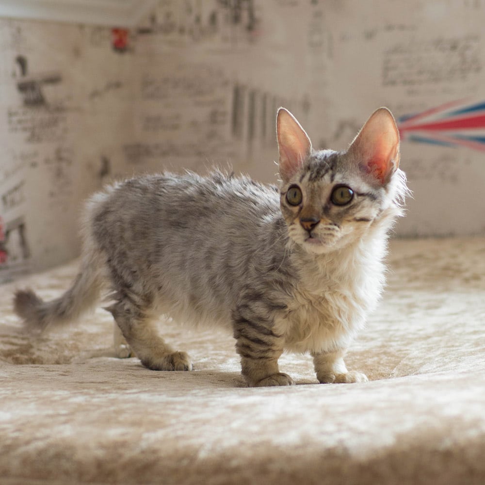 Gray curly lambkin cat