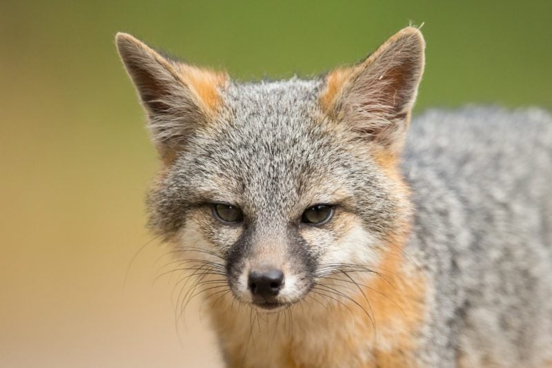 gray fox