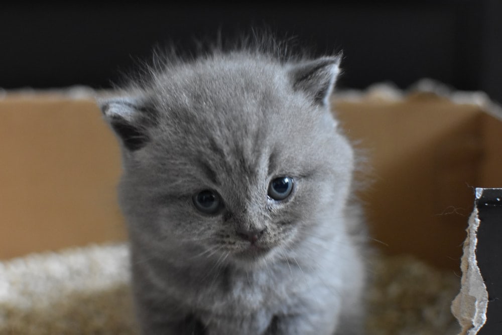 gray kitten in a box