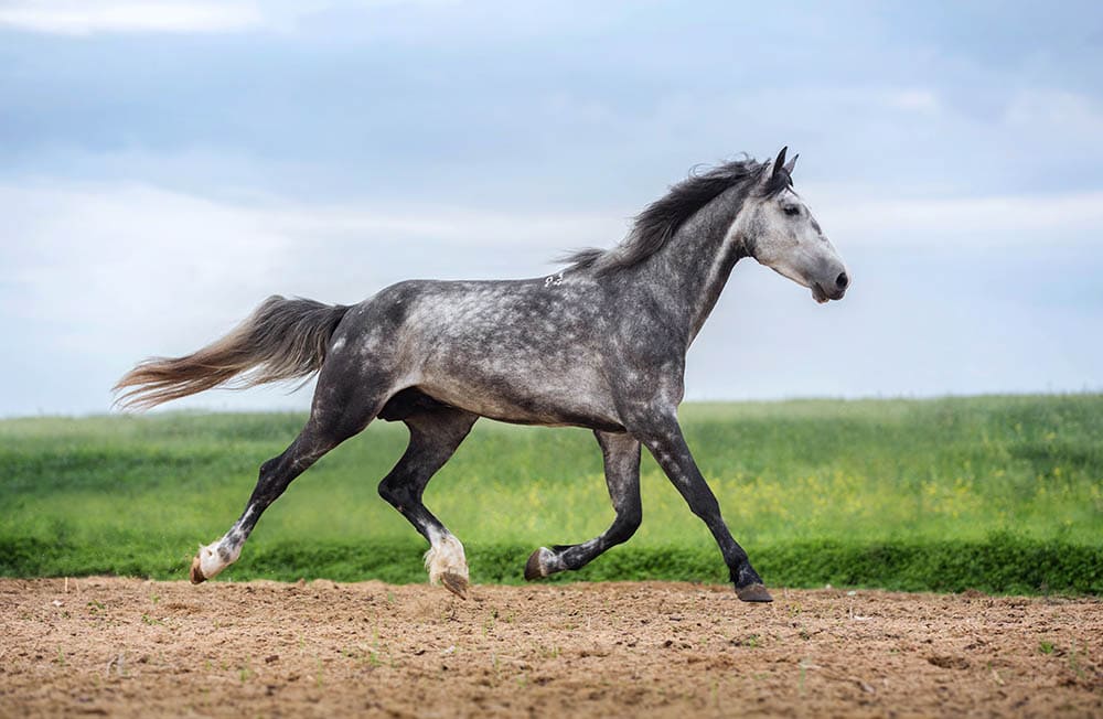 Gray Orlov trotter running