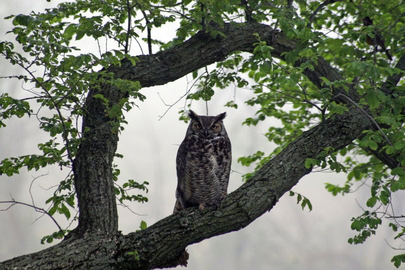 great horned owl perching