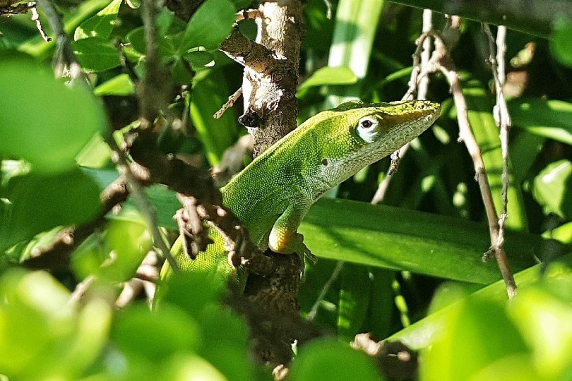 green anole hiding in a tree