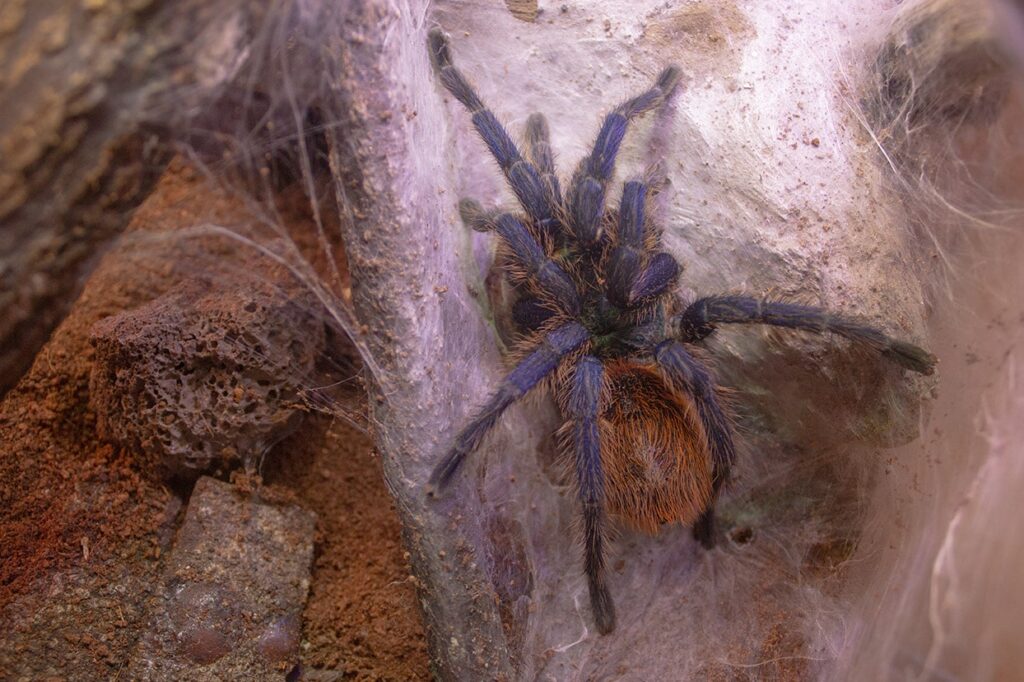 green bottle blue tarantula in a terrarium