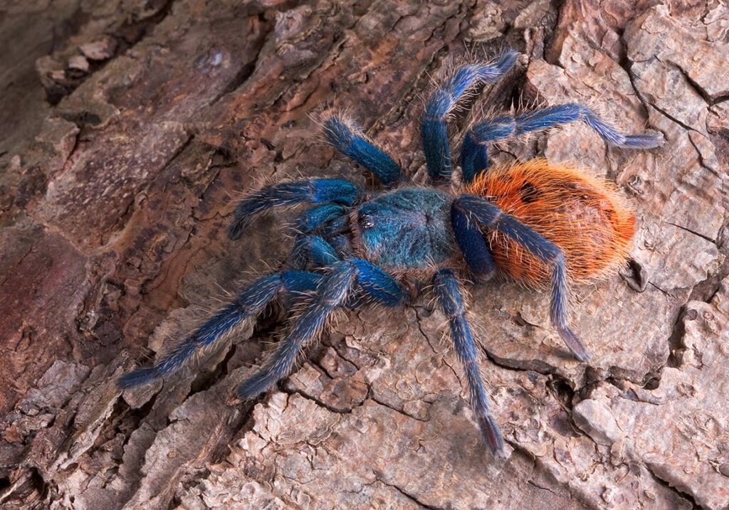 green bottle blue tarantula