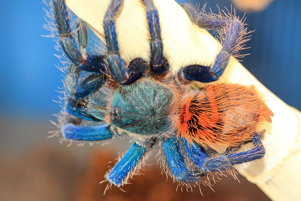 green bottle blue tarantula
