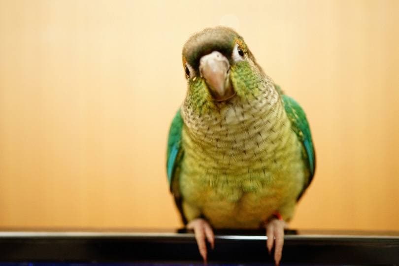 green cheek conure_Jida Xu_shutterstock