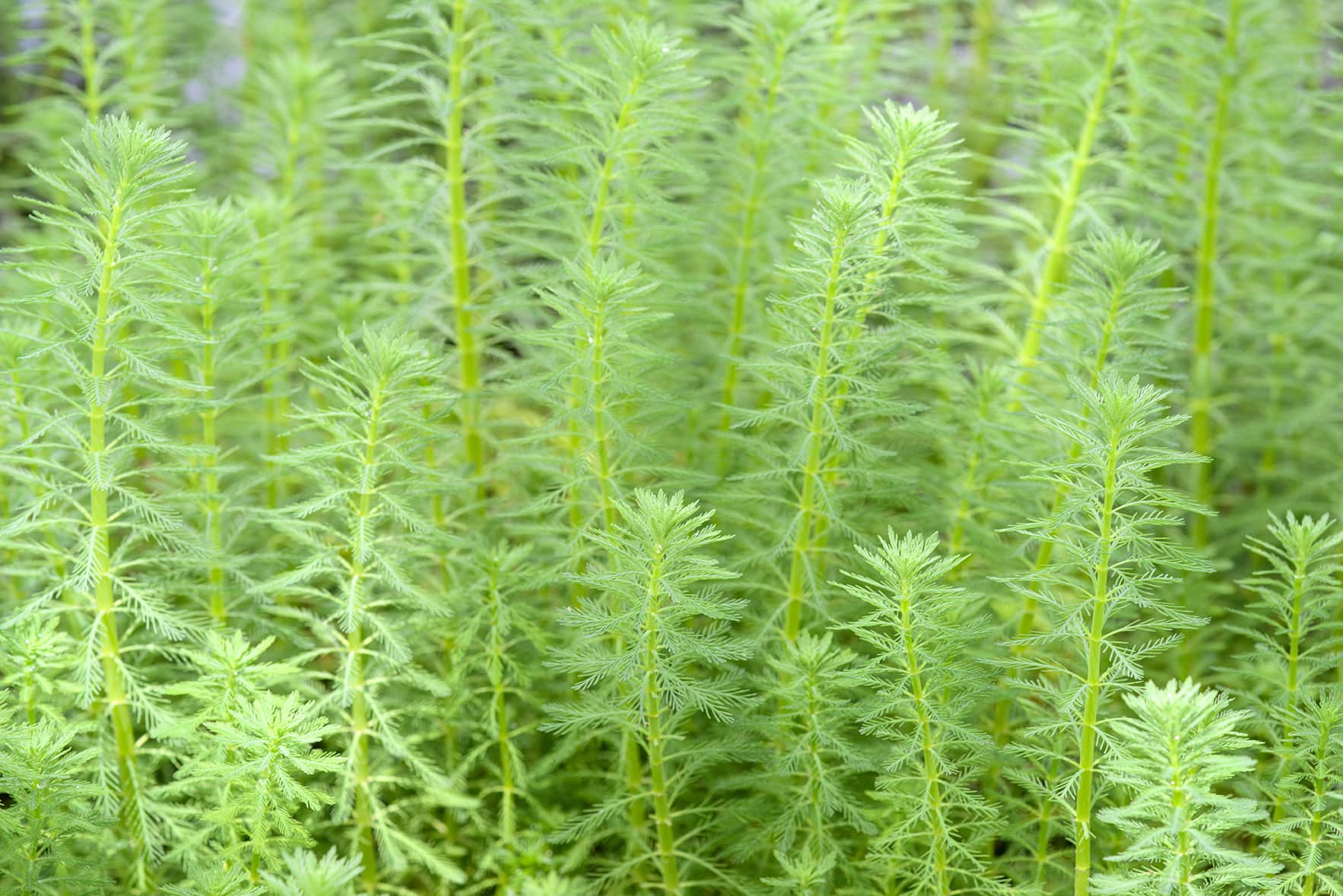 green foxtail