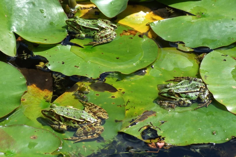 green frogs on top of leaf