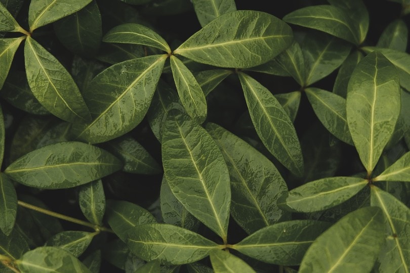 green leaves