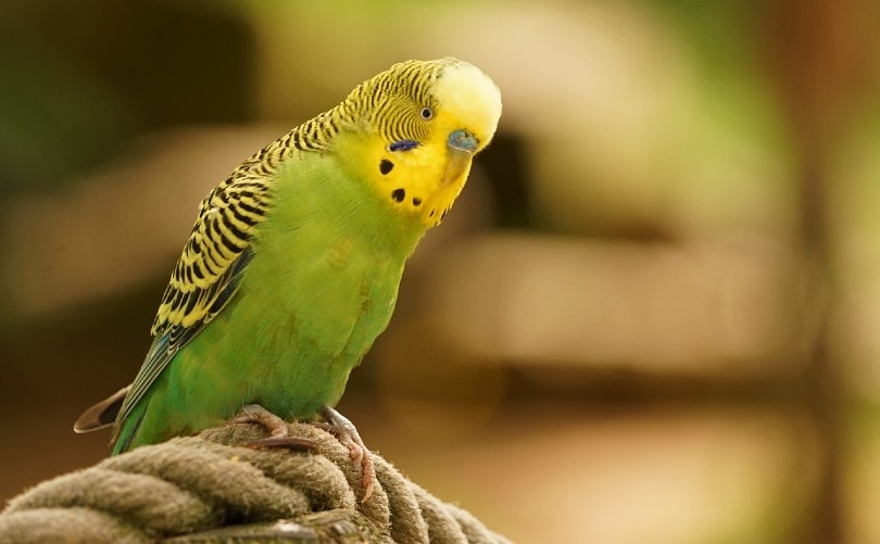 green parakeet on rope