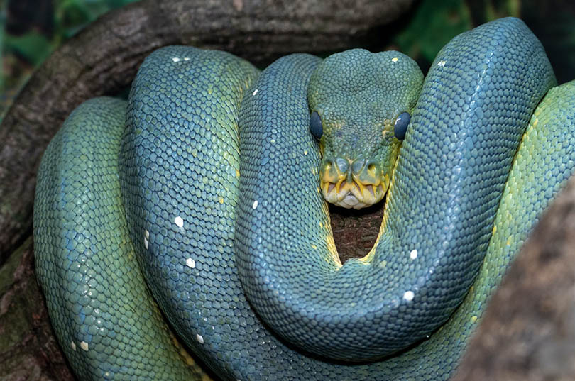 green tree python curling on a tree branch