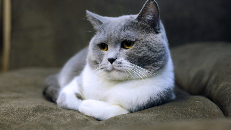 grey and white cat lying