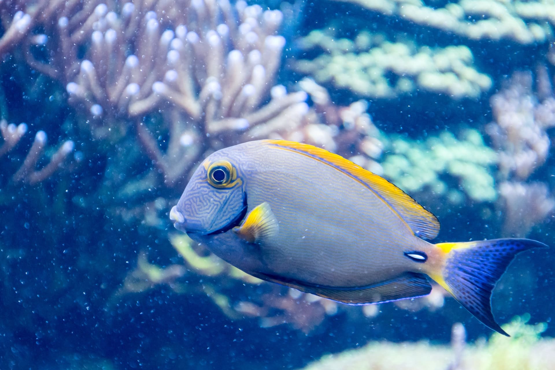 blue and yellow salt fish