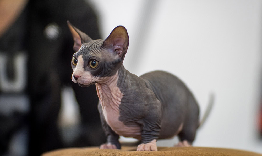 grey bambino cat
