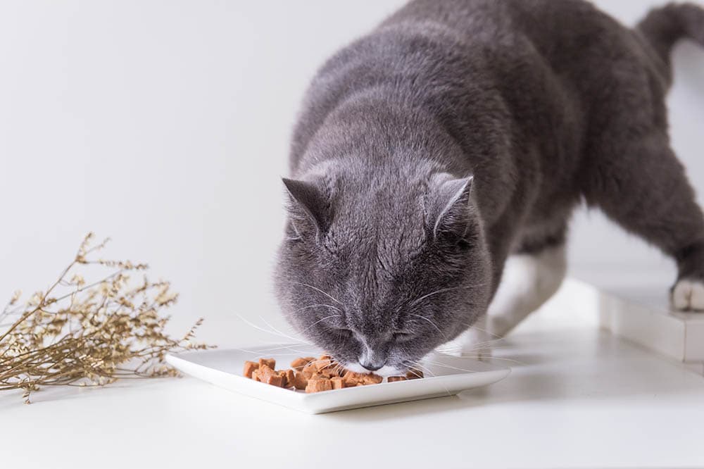 Grey British shorthair eating