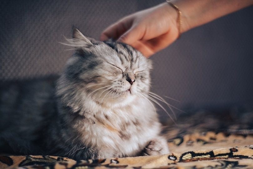 grey cat getting pet by owner