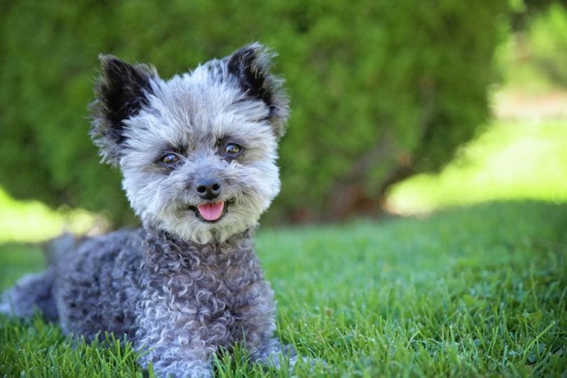grey chi-poo_Annette Shaff, Shutterstock