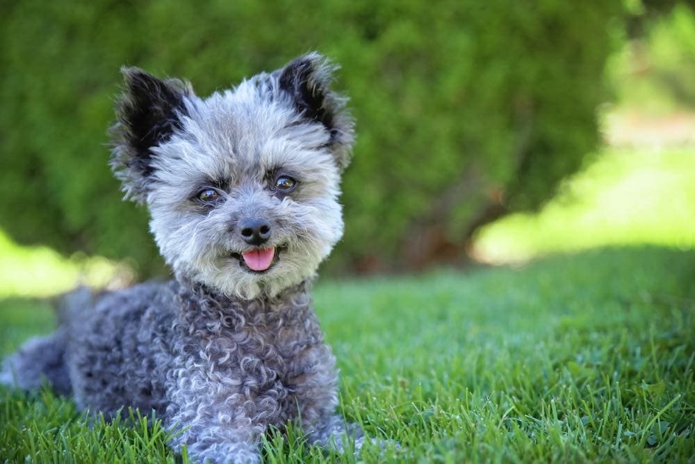 grey chi-poo_Annette Shaff, Shutterstock 
