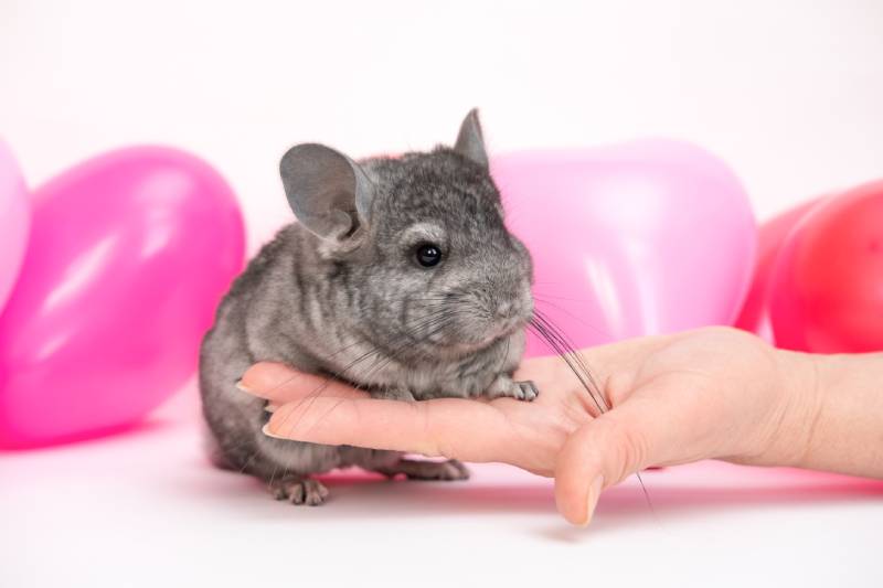 grey chinchilla with pink and red balloons