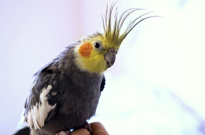 grey cockatiel close up_Pixabay