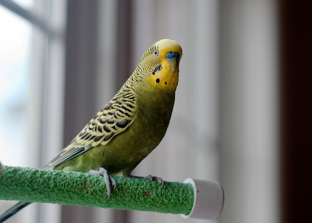 grey green budgie bird