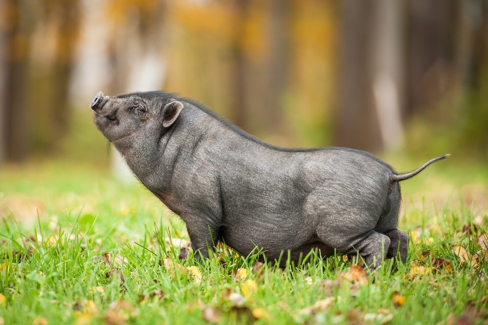 grey-mini-pig-walking-in-field