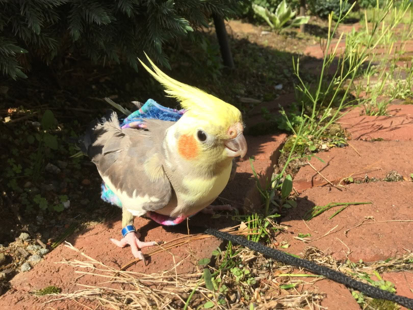 grey pied cockatiel